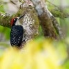Datel cernolici - Melanerpes pucherani - Black-cheeked Woodpecker o5547